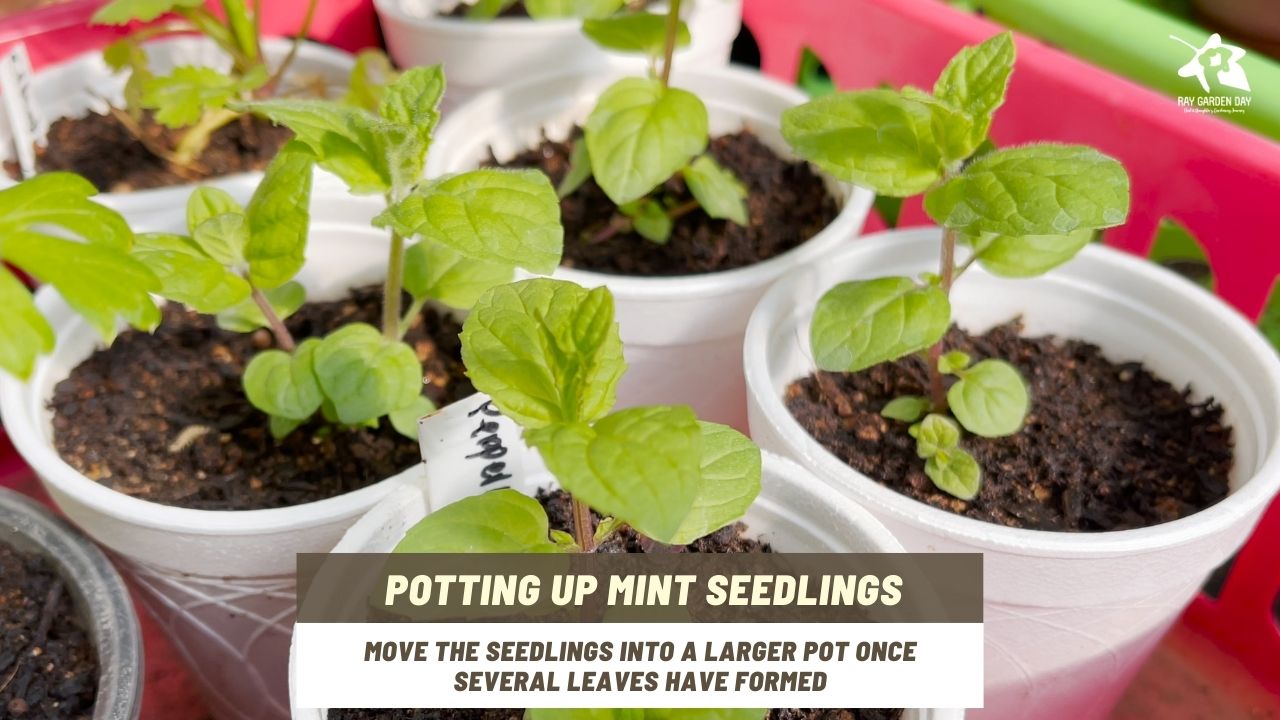 Move the mint seedlings into a larger pot once several leaves have formed