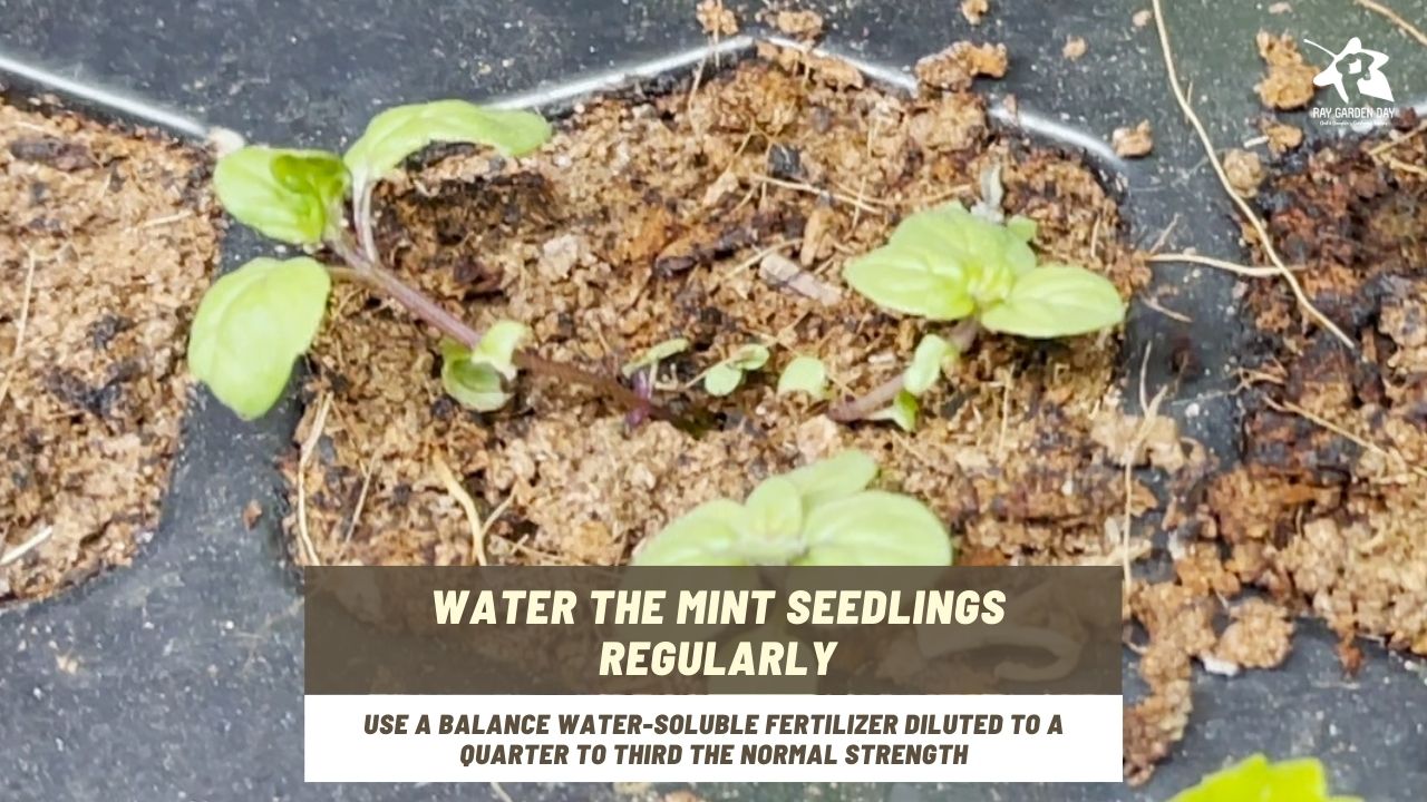 Water and feed mint seedlings