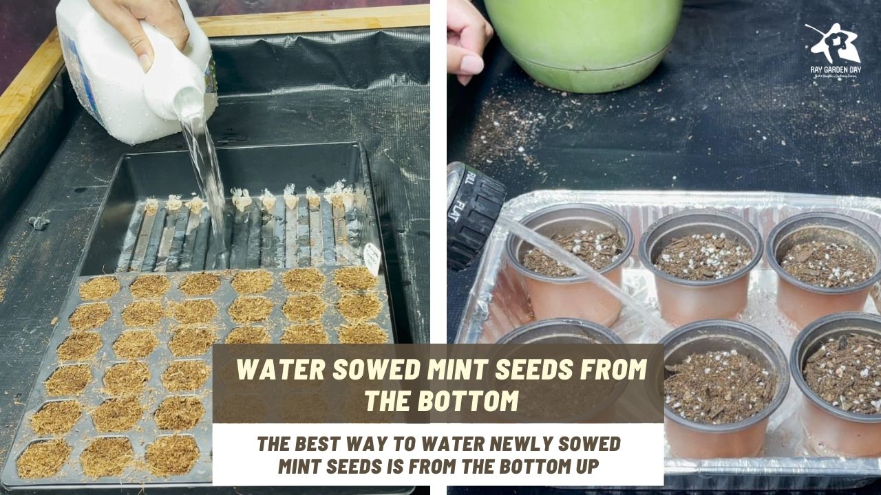 Be sure not to drown the seeds, as this can lead to mold and mildew problems