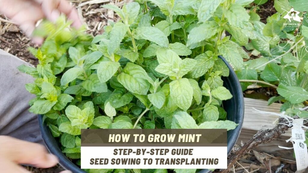 How to grow mint: a step-by-step guide from seed sowing to ...