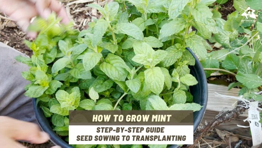 How to grow mint