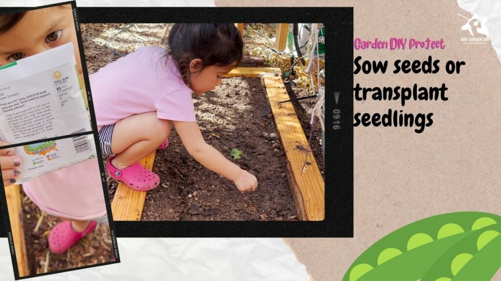 A three year old girl sowing pea seeds