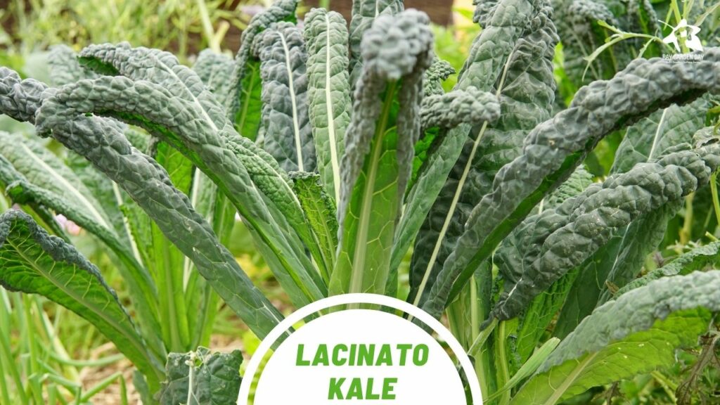 The top 4 kale varieties to grow in your garden Lacinato kale
