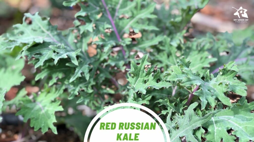 The top 4 kale varieties to grow in your garden Red Russian kale
