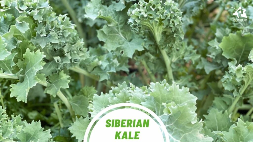 The top 4 kale varieties to grow in your garden Siberian kale