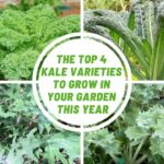 The top 4 kale varieties to grow in your garden this year