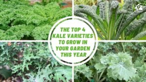 The top 4 kale varieties to grow in your garden this year