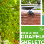 How to get rid of grape leaf skeletonizer