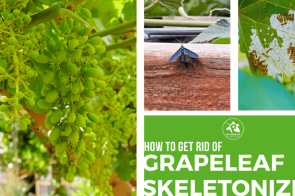 How to get rid of grape leaf skeletonizer