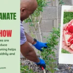 Pruning pomegranate trees when and how prune