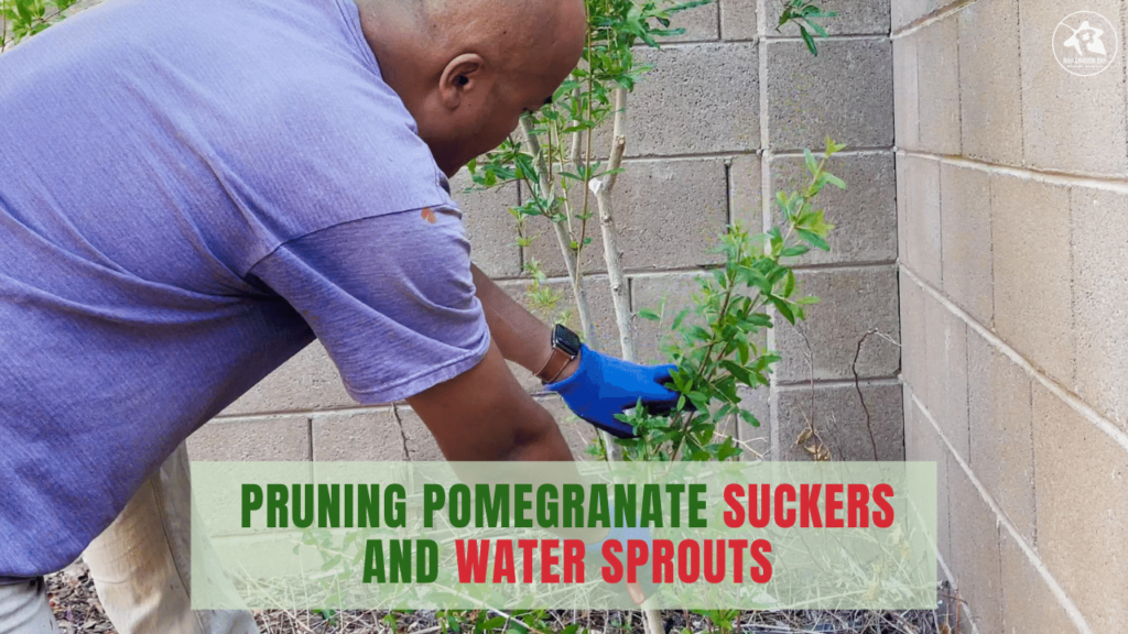 Pruning pomegranate suckers and water sprouts