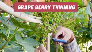 Grape berry thinning removing the lower one-fourth to one-third