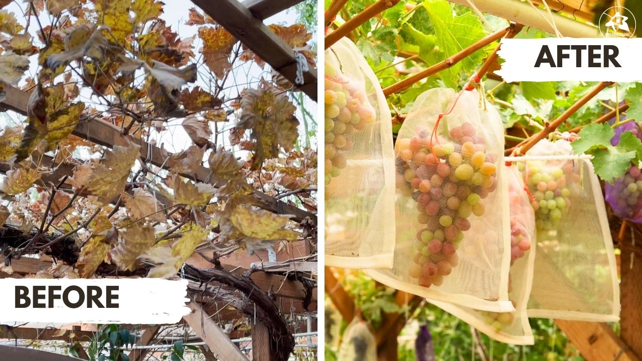 A before and after picture of a grapevine; the after-pruning picture shows signs of healthy growth, increase fruit yield and improve grape quality.