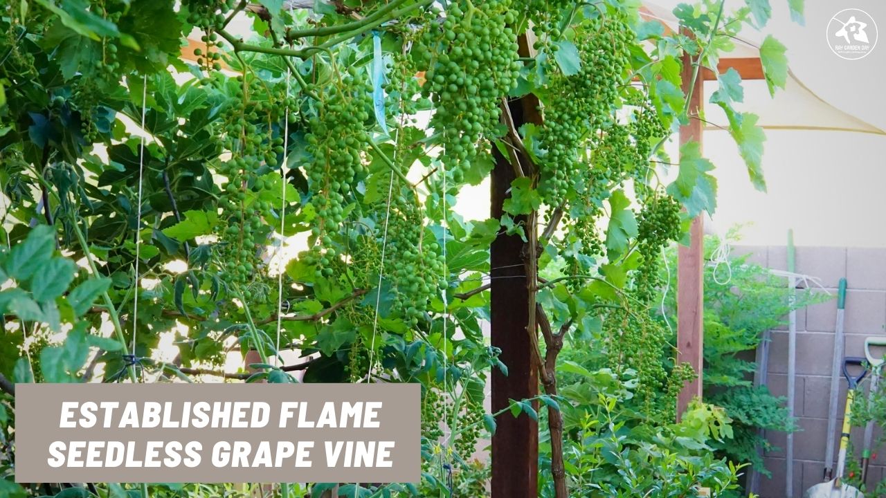 A picture of a Flame Seedless grapevine as a result of a prune; healthy growth and many bunches of grapes.