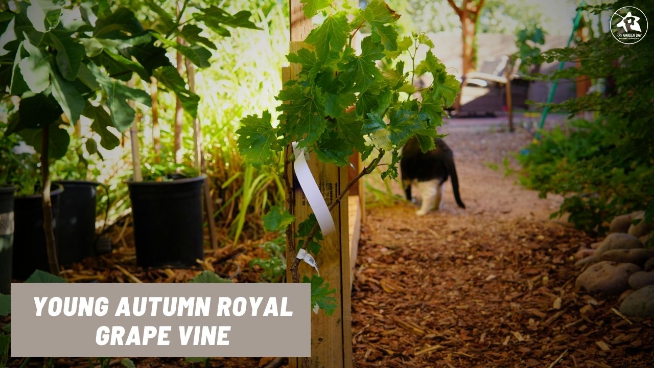 A picture of a young Autumn Royal grapevine being trained up a grape trellis.