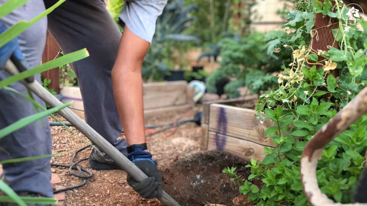 Ray Garden is digging a hole to plant a Flame Seedless grapevine.