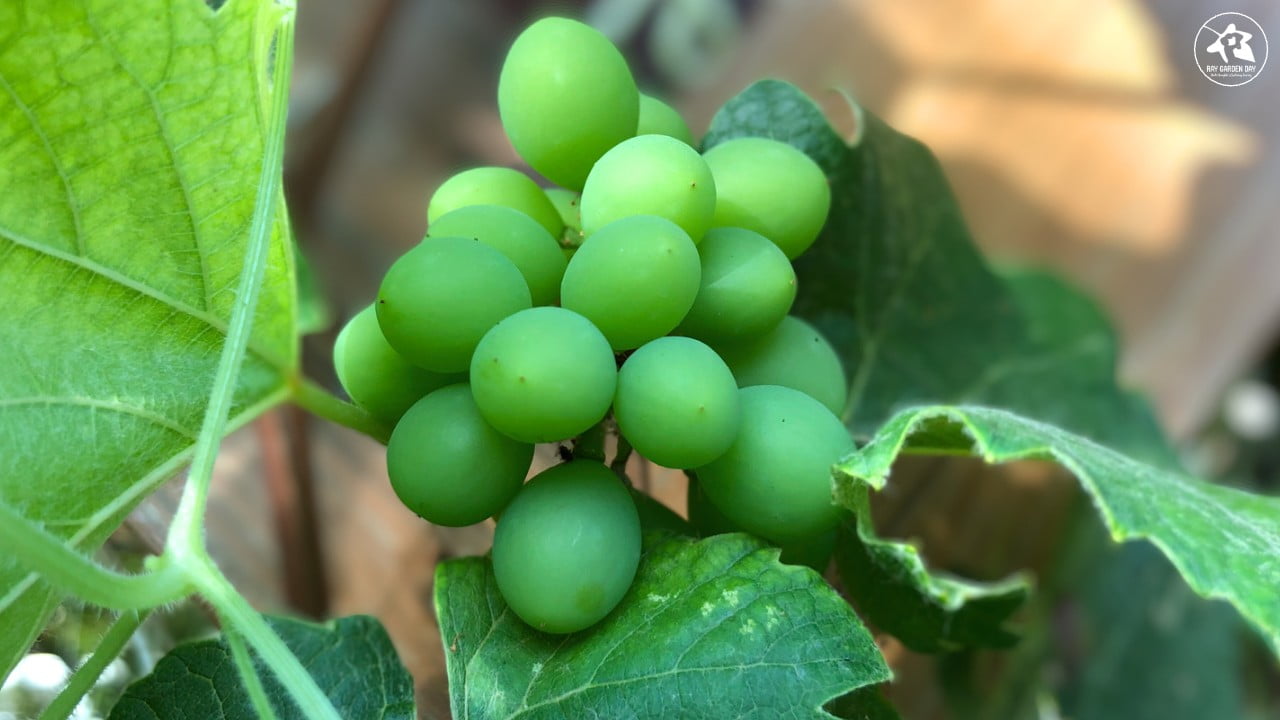 A bunch of unripened Golden Muscat grapes.