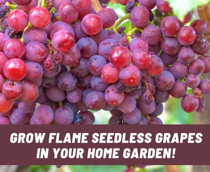 A bunch of ripened Flame Seedless grapes.
