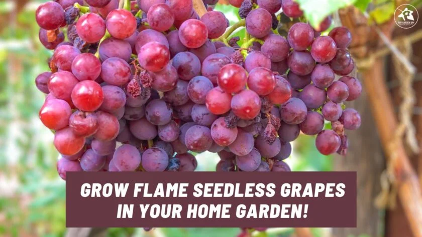 A bunch of ripened Flame Seedless grapes.