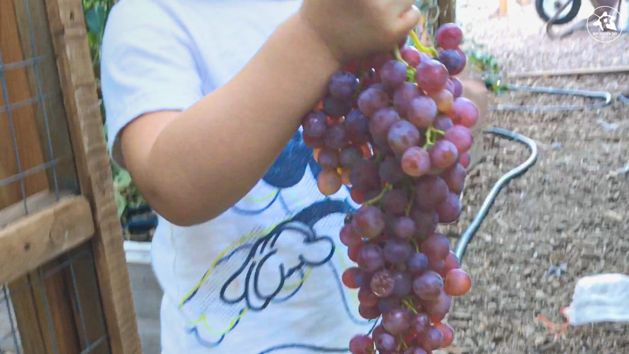 Ray and his daughter harvesting Flame Seedless grapes.