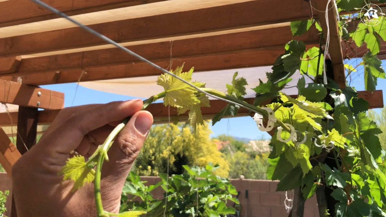 Ray Garden is training Flame Seedless cordon horizontally across a wire.
