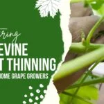 Ray Garden using his hand to remove a young shoot from a grapevine.