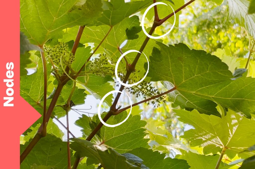 Closeup of nodes on a grapevine stem
