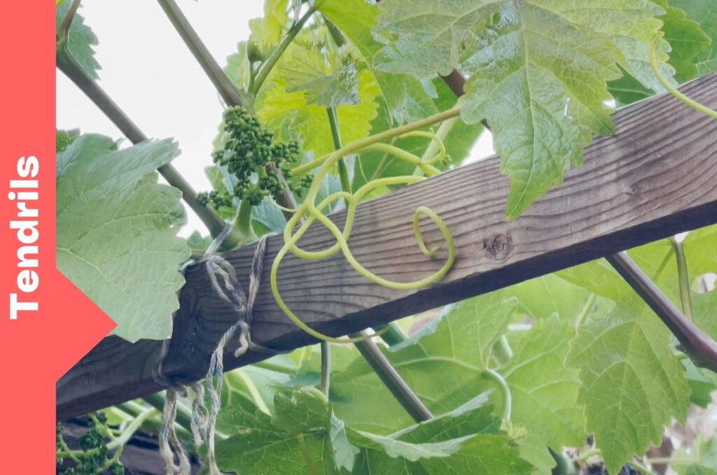 Tendrils on a grapevine.