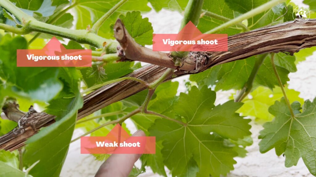 Vigorous shoots versus weak shoots of a grapevine.