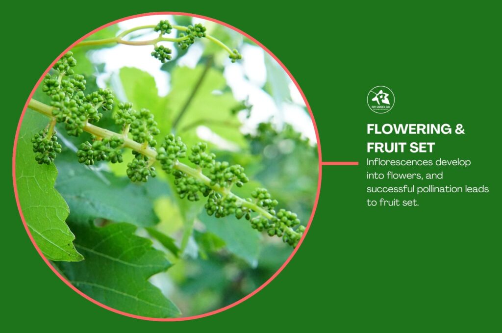 A grape inflorescences develop into flowers, and successful pollination leads to fruit set.