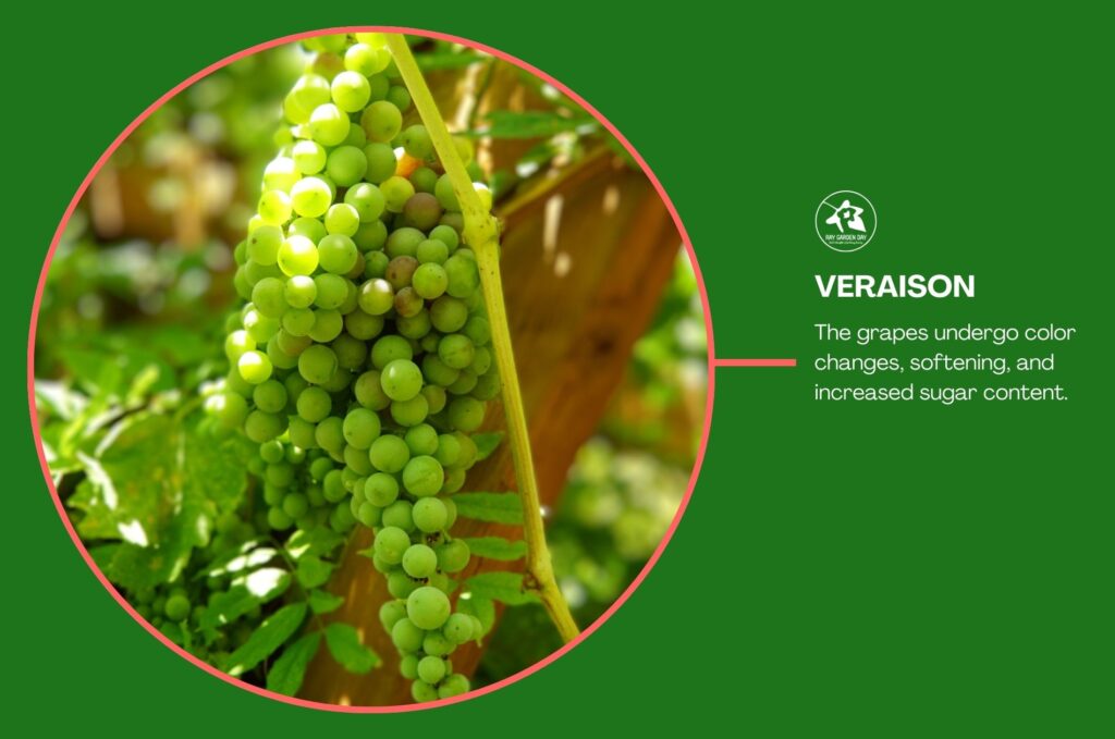 A grape bunch on a vine undergoing color changes, softening, and increased sugar content.