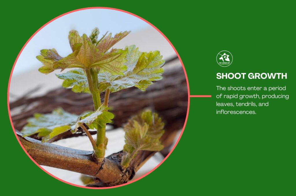 A grapevine shoot enter a period of rapid growth, producing leaves, tendrils, and inflorescences.