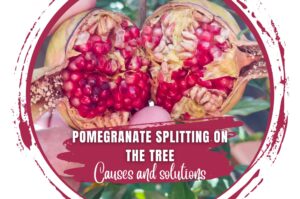 Pomegranate splitting