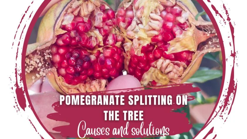 Pomegranate splitting
